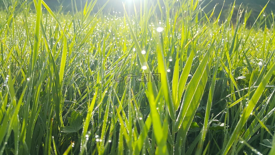 草地上的水滴,草,植被的生长