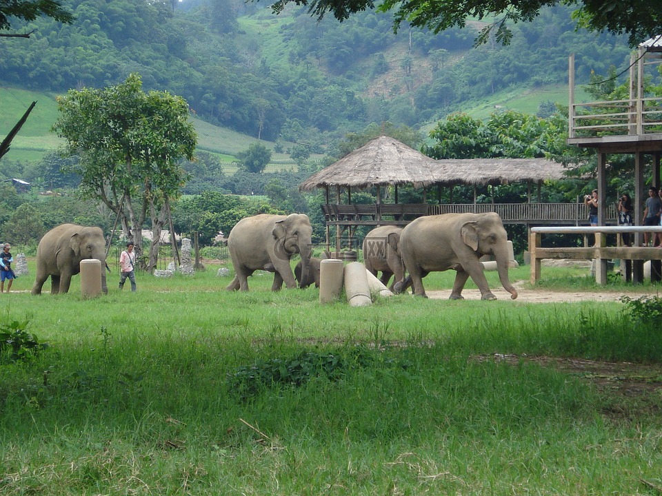 大象,泰国,大象自然公园