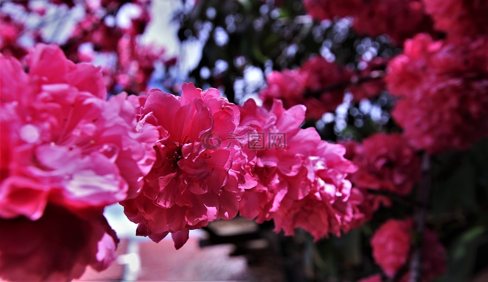 粉红色花朵,春天,开花