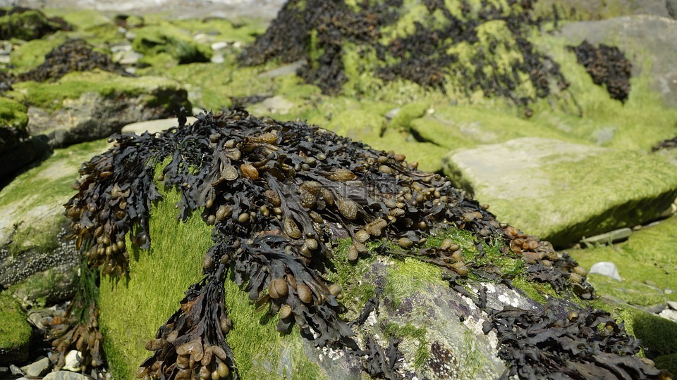 海藻,藻类,唐