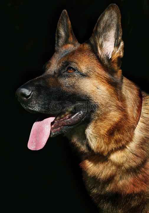 狗的画像 狗 德国牧羊犬高清图库素材免费下载 图片编号 六图网