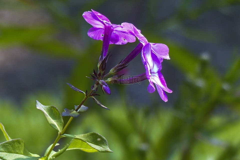 小,紫色,鲜花