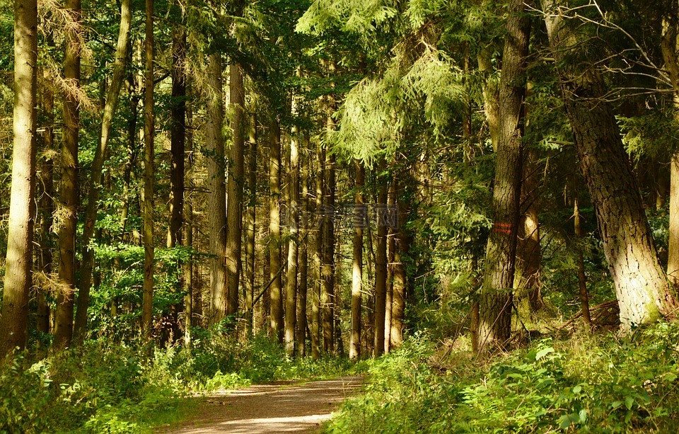 森林,森林路径,树木