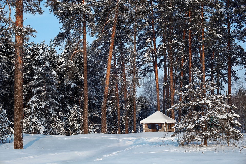 冬季,森林,冬季森林