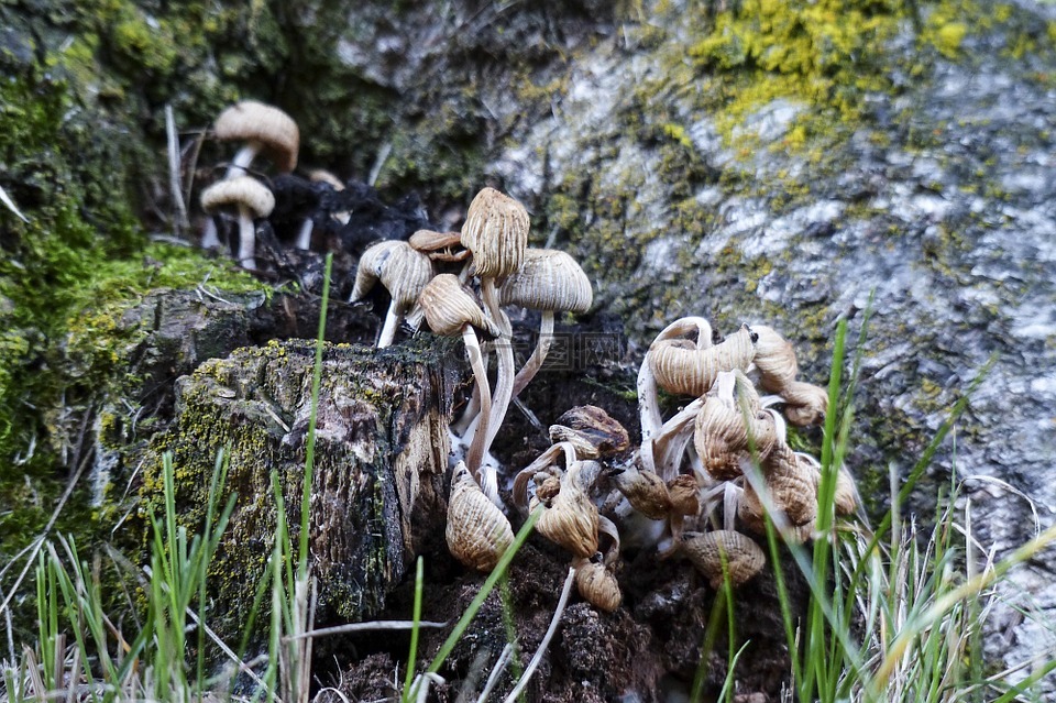 野生,蘑菇,群集