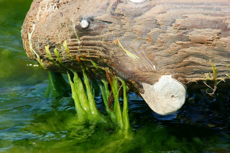 海藻,matsi 海,老木