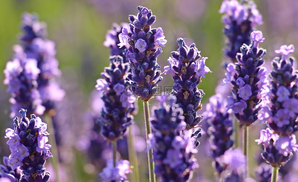 熏衣草,花,紫