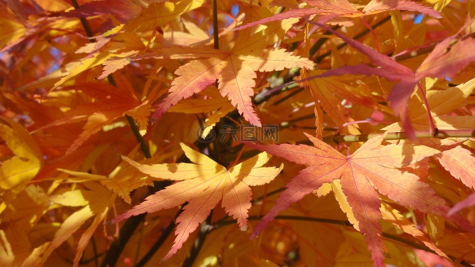 出现,秋季,多彩的树叶