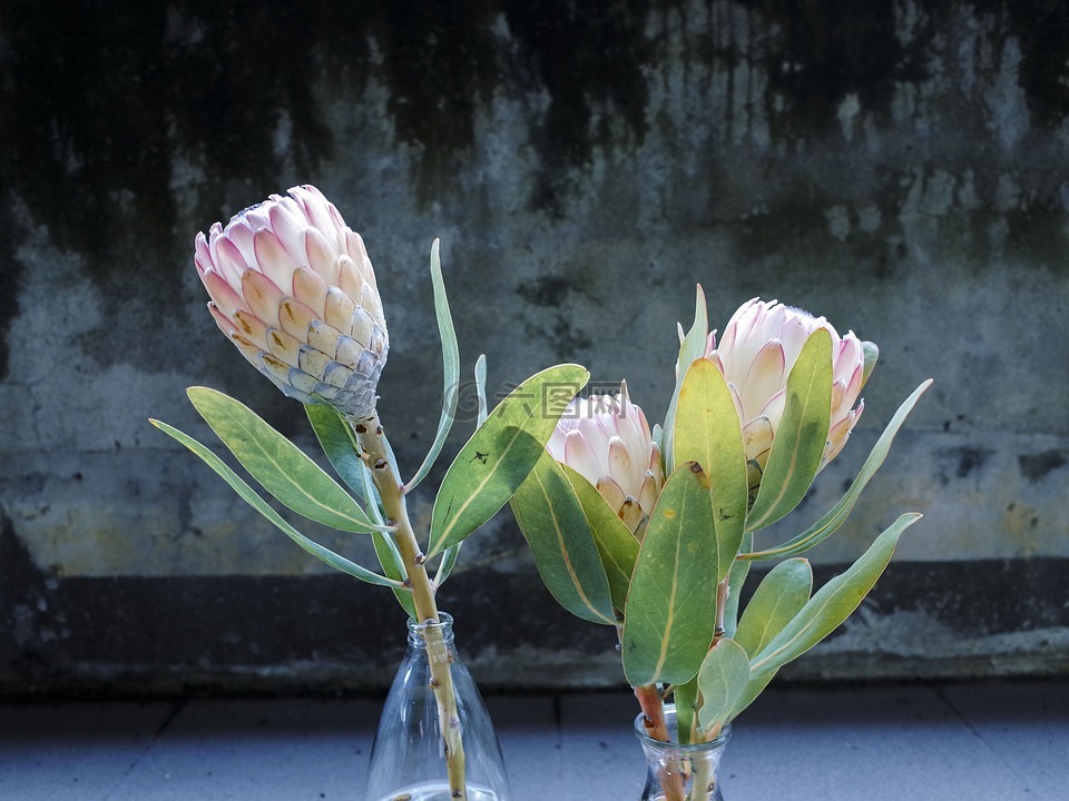 flower,plant,green