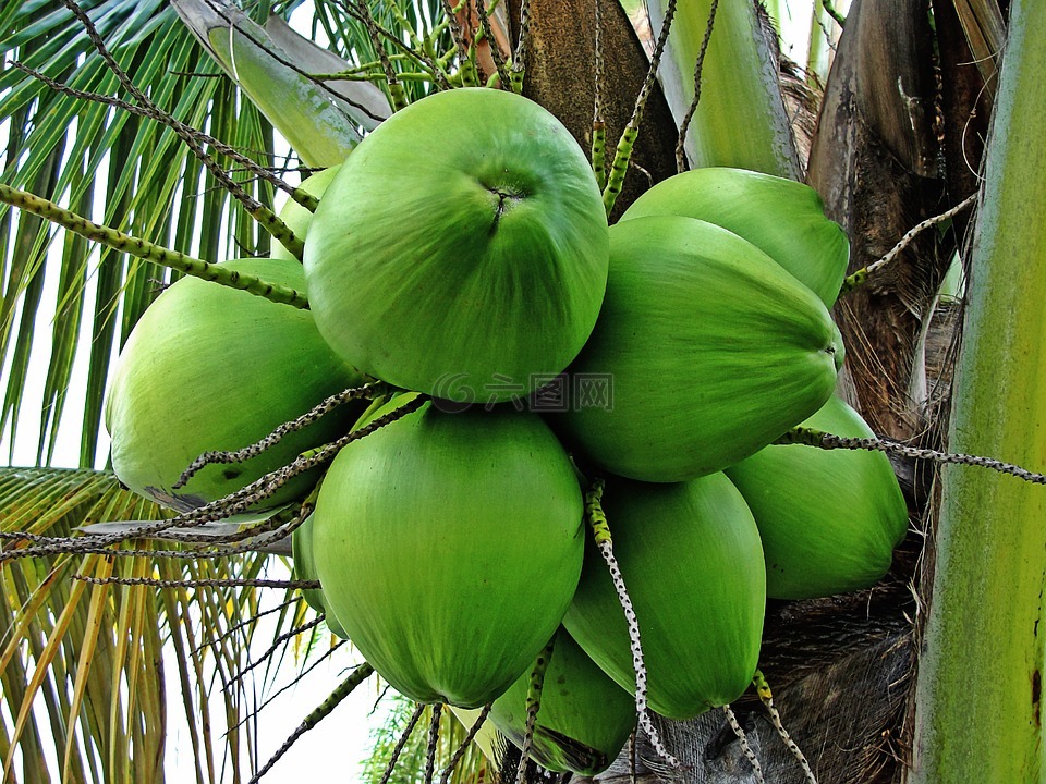 椰子树,绿色的椰子,热带植物