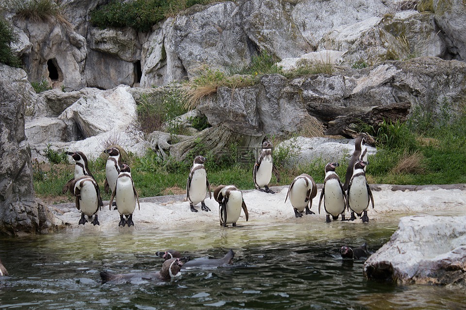 企鹅,动物,洪堡企鹅