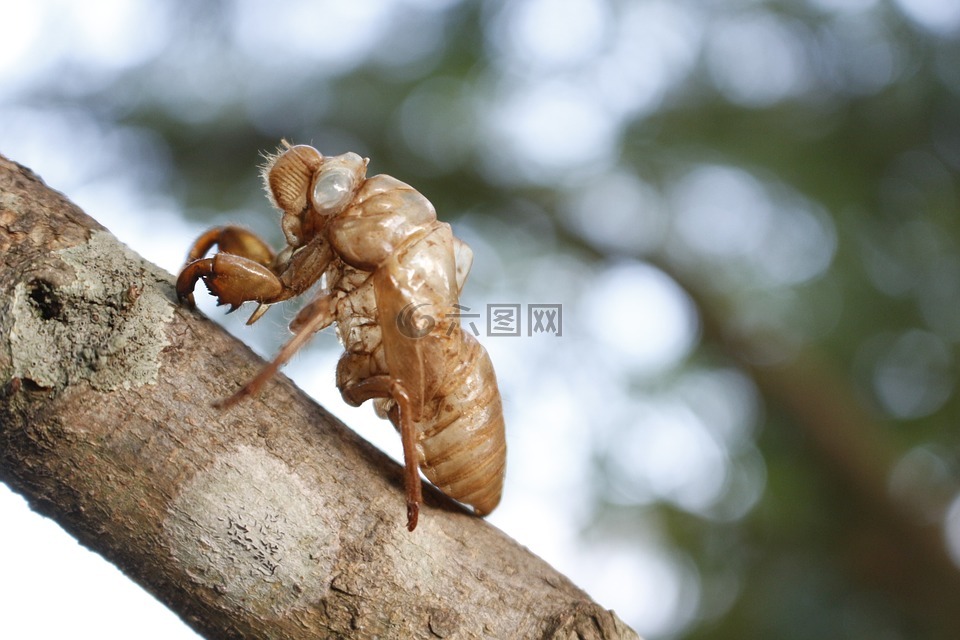 蝉,蝉壳,昆虫
