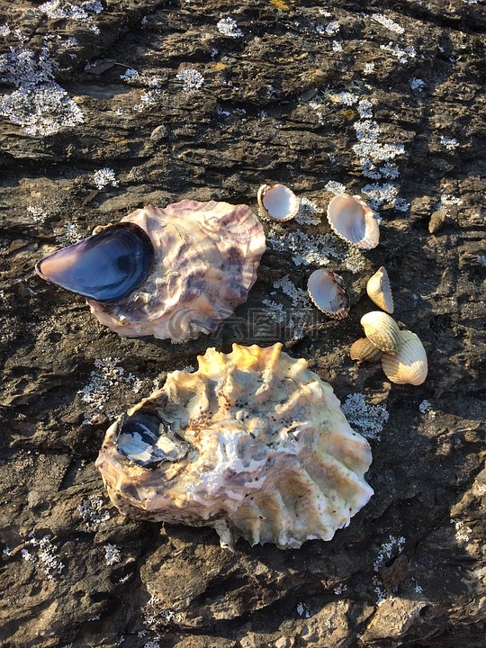贝壳,海贝壳,海洋