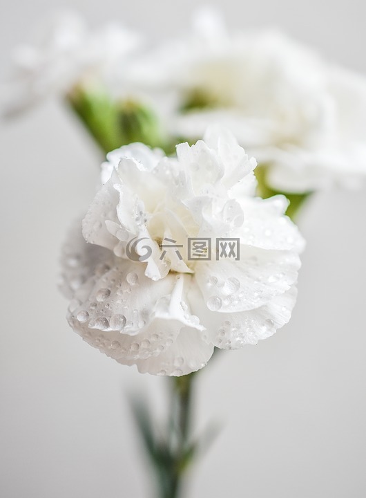 康乃馨,白,鲜花