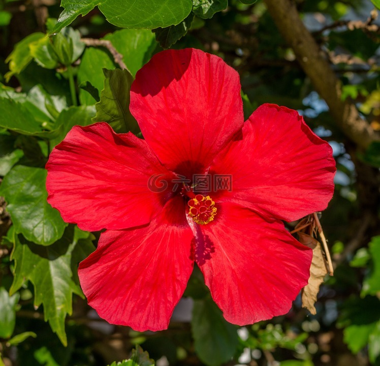 芙蓉,红色,花