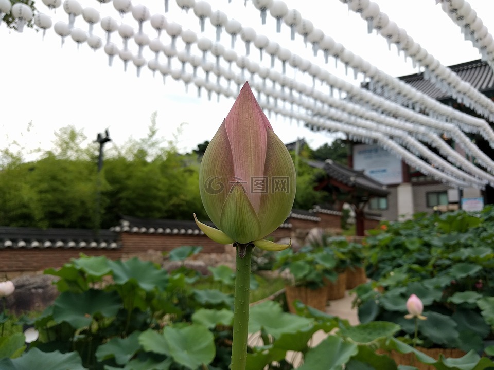 鲜花,节,莲花