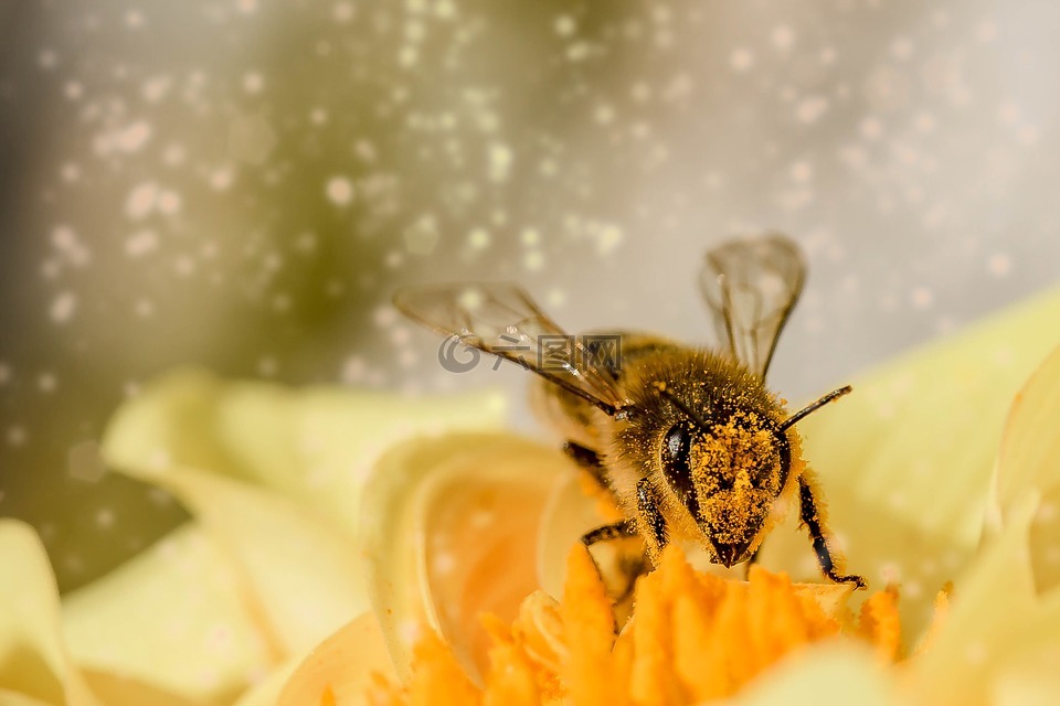 蜜蜂,昆虫,动物