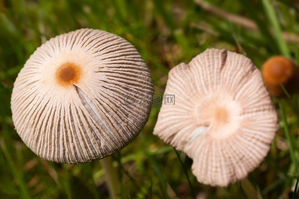 蘑菇,光盘真菌,盖