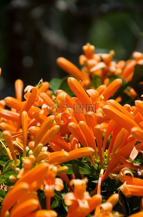 橙色,植物,花园