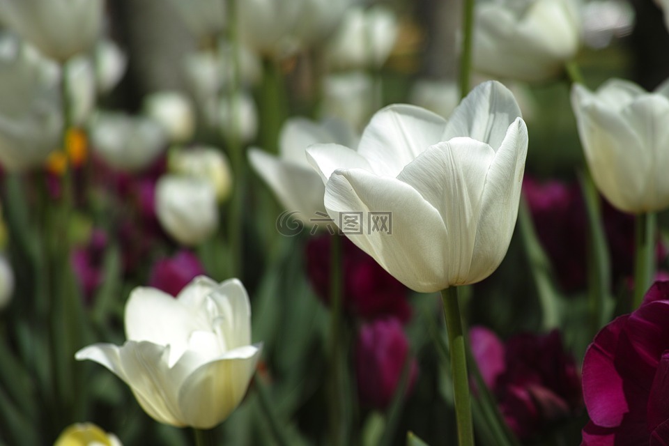 郁金香,花卉,郁金香节