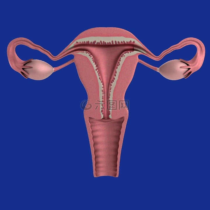 子宫,装置,卵巢