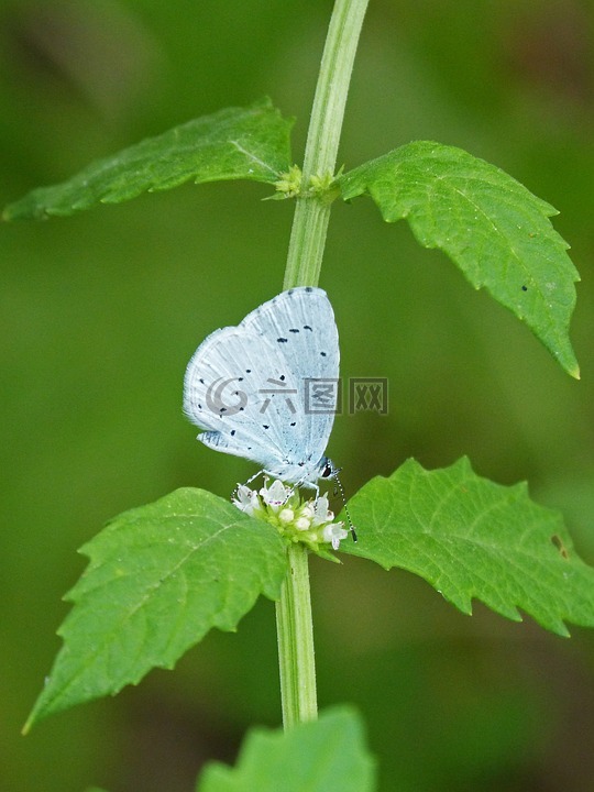 蝴蝶,绿松石地中海,甜灰蝶属melanops