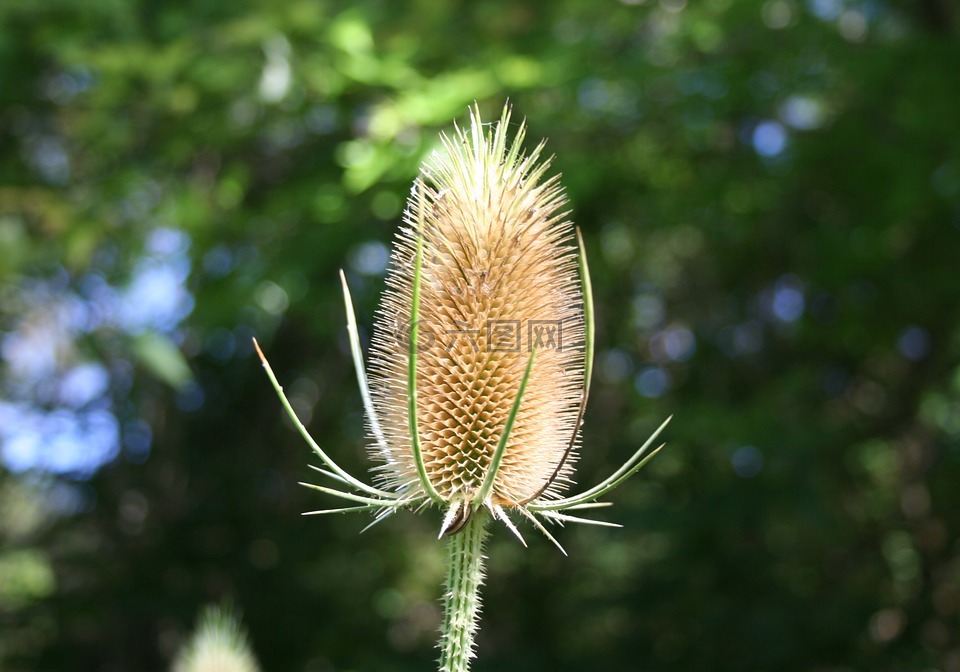 teasels,续断,带刺