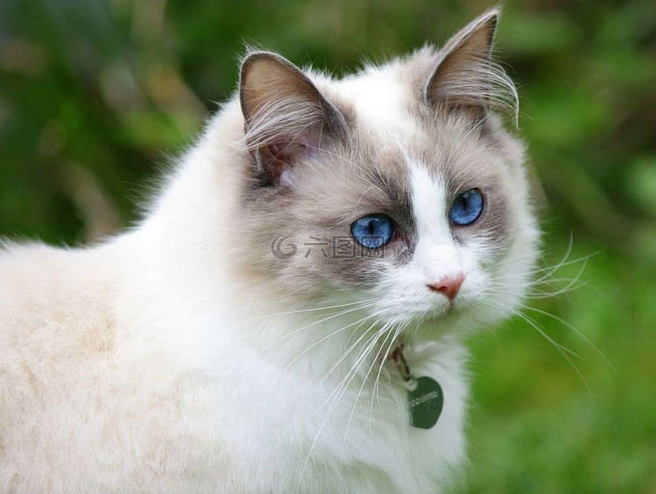 漂亮的猫,蓝色的眼睛,布娃娃
