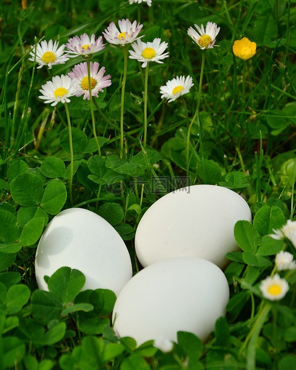 蛋,白色的蛋,草地