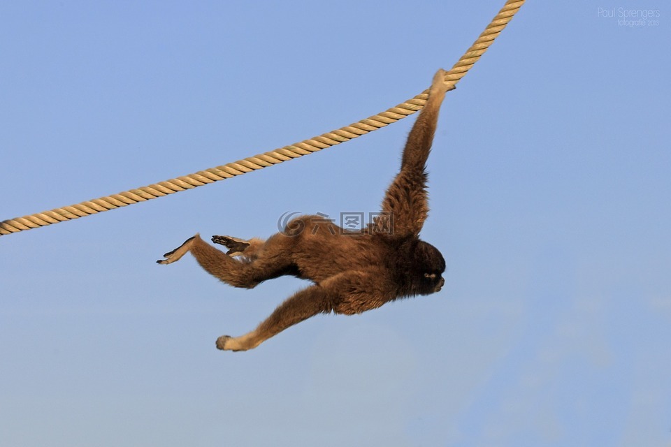 柏柏尔猴,猴子,动物园