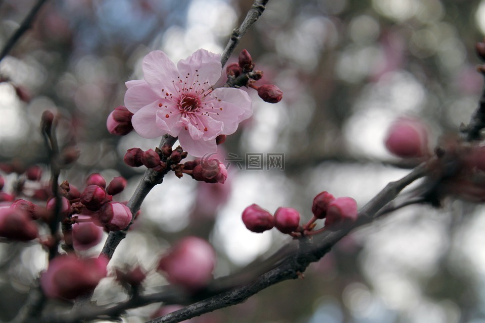 樱花,日本樱花树,花