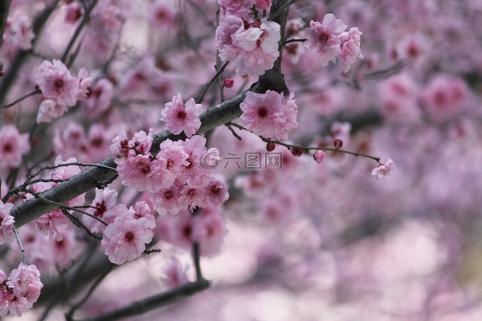 樱花,日本樱花树,花