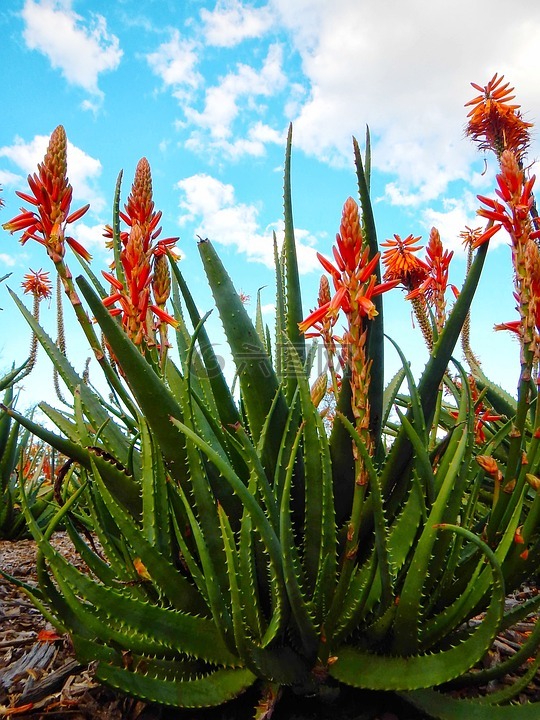 kniphofia,炽热的扑克,鲜花