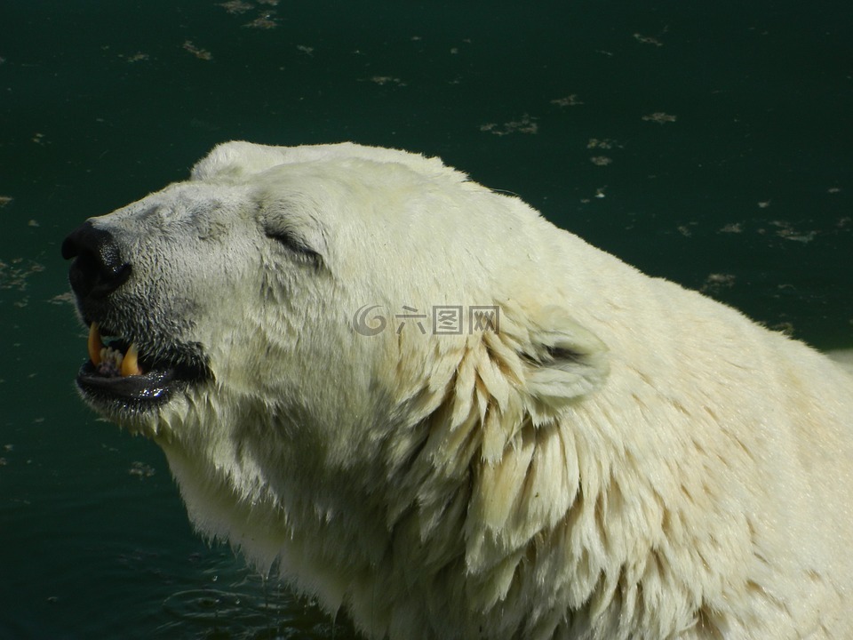 白,熊,全球气候变暖