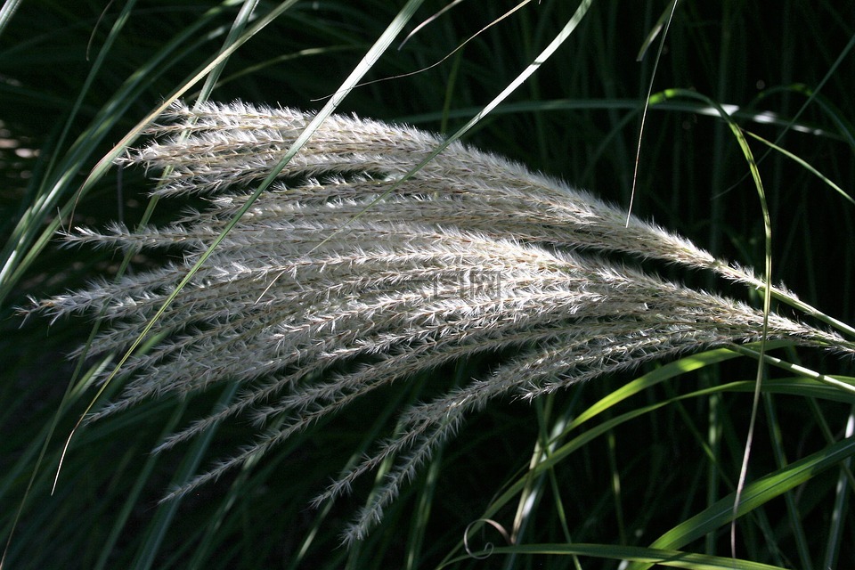 花,小麦,目睹