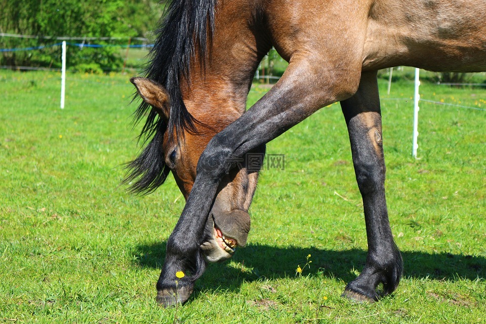 马,棕色的模具,纯种阿拉伯