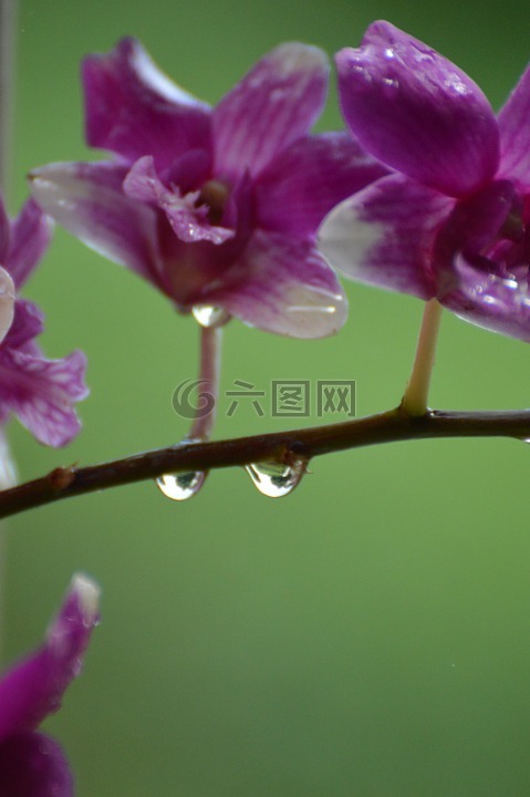 兰花,雨,紫色