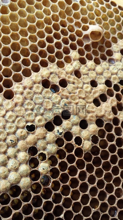 蜂窝,孵化,蜜蜂