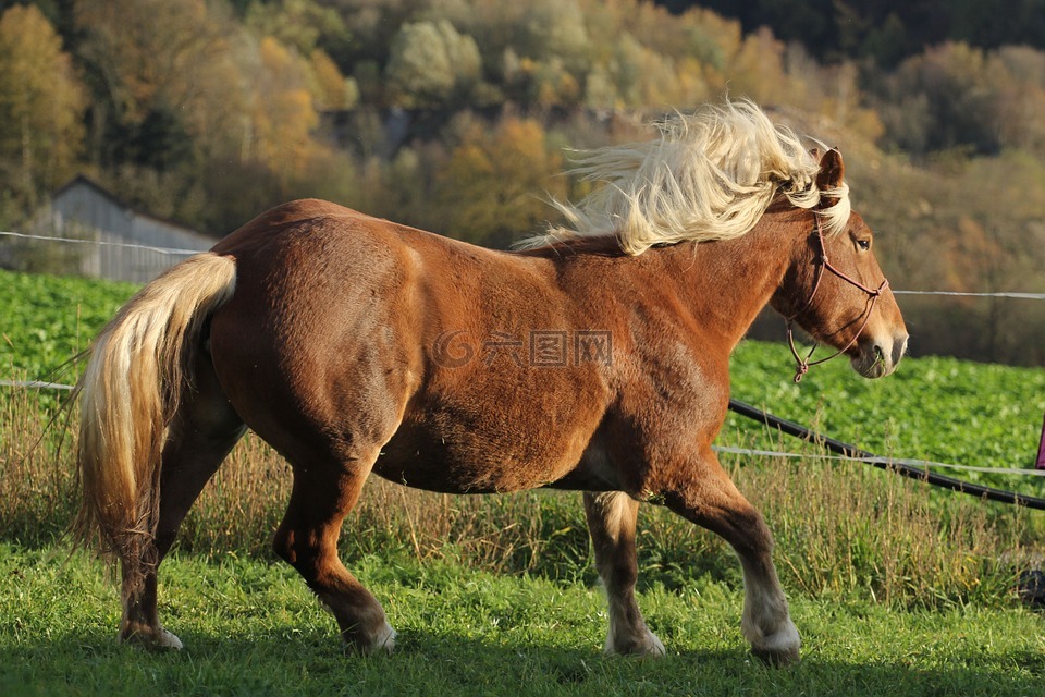 马,动物,pferdeportrait