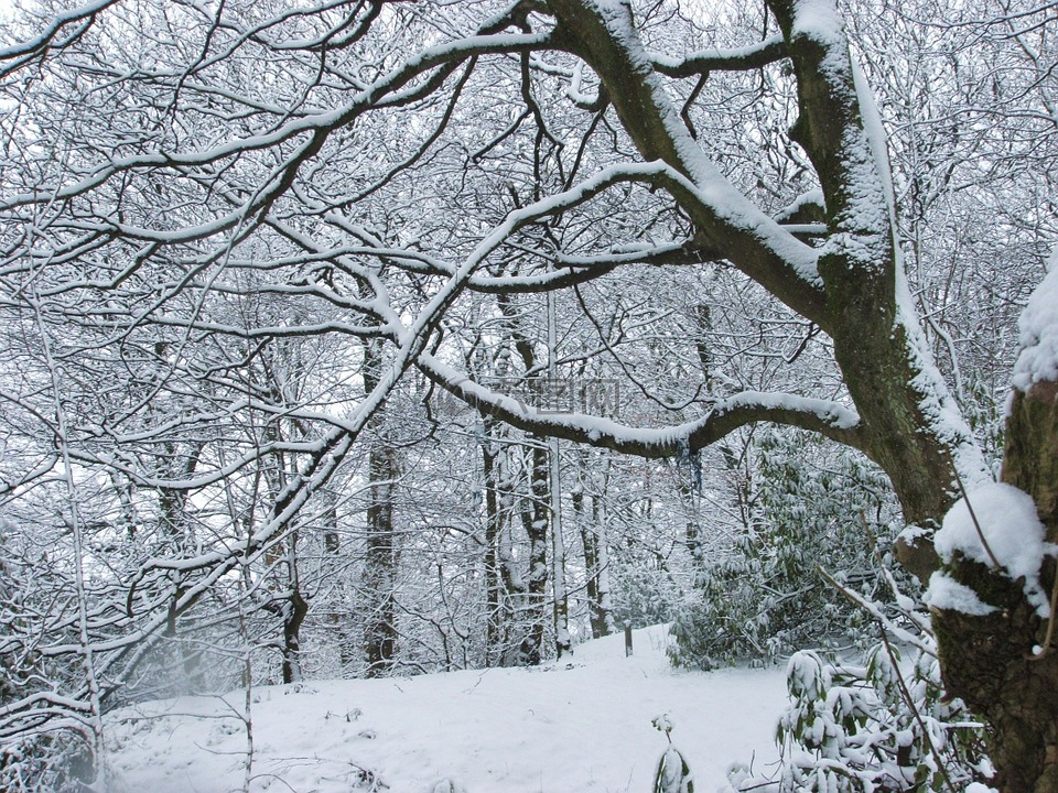 描写雪后大树的雪景图片