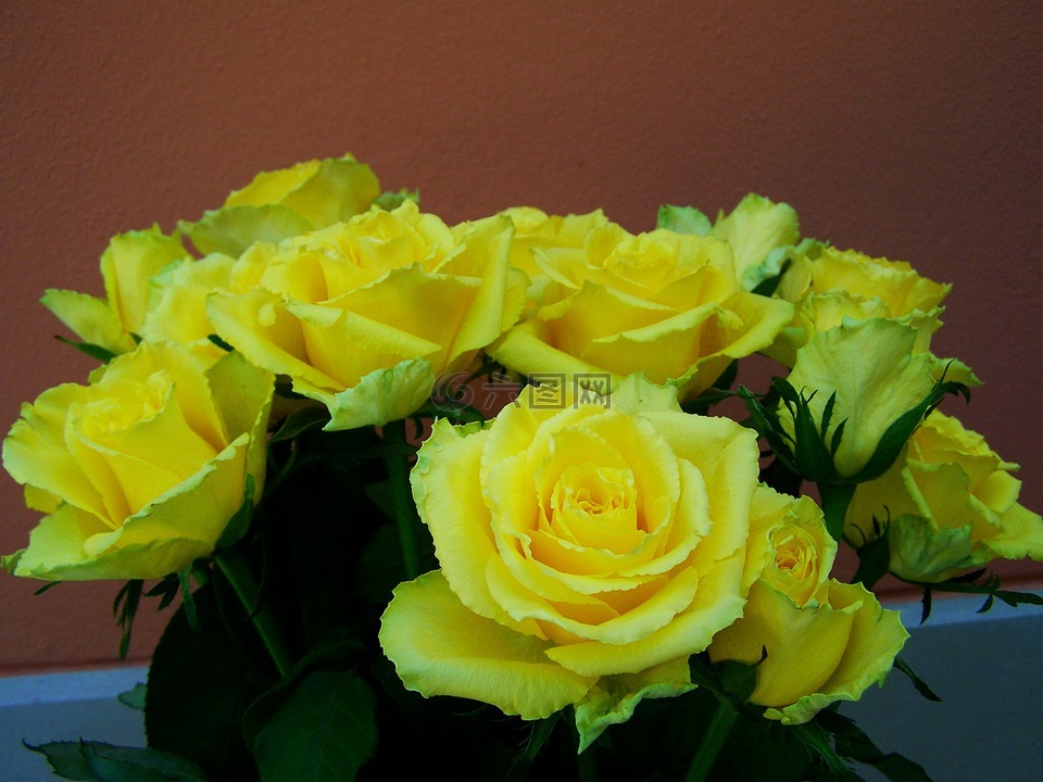 玫瑰花束,黄玫瑰,切花