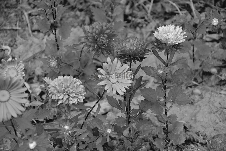 鲜花,花,黑白照片