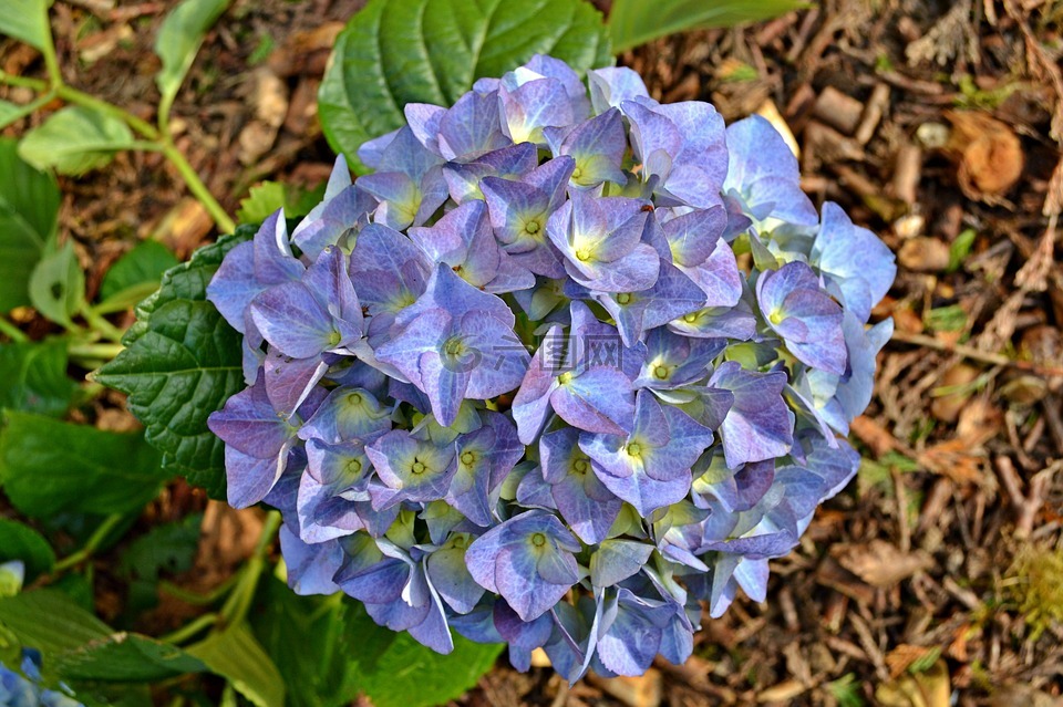绣球花,鲜花,蓝花