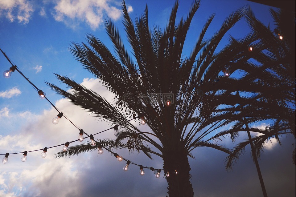 灯串,棕榈树,天空