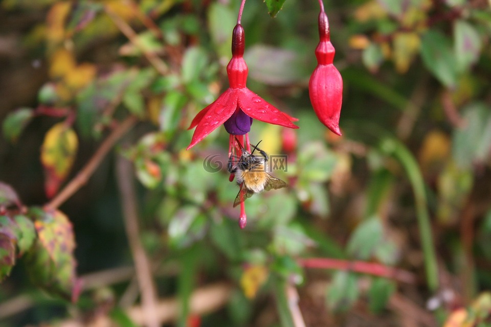 蜜蜂,紫红色,昆虫