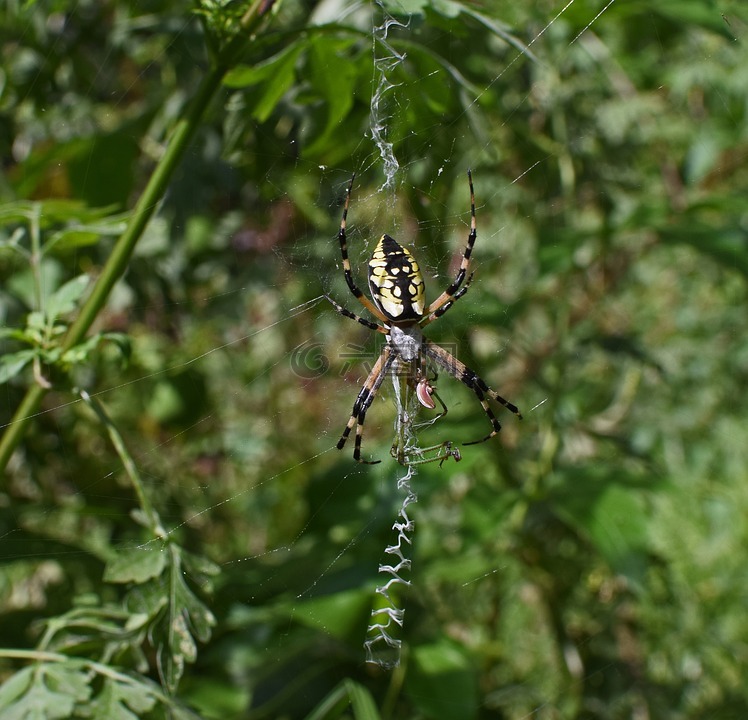 黄花园蜘蛛,蜘蛛,侧面图
