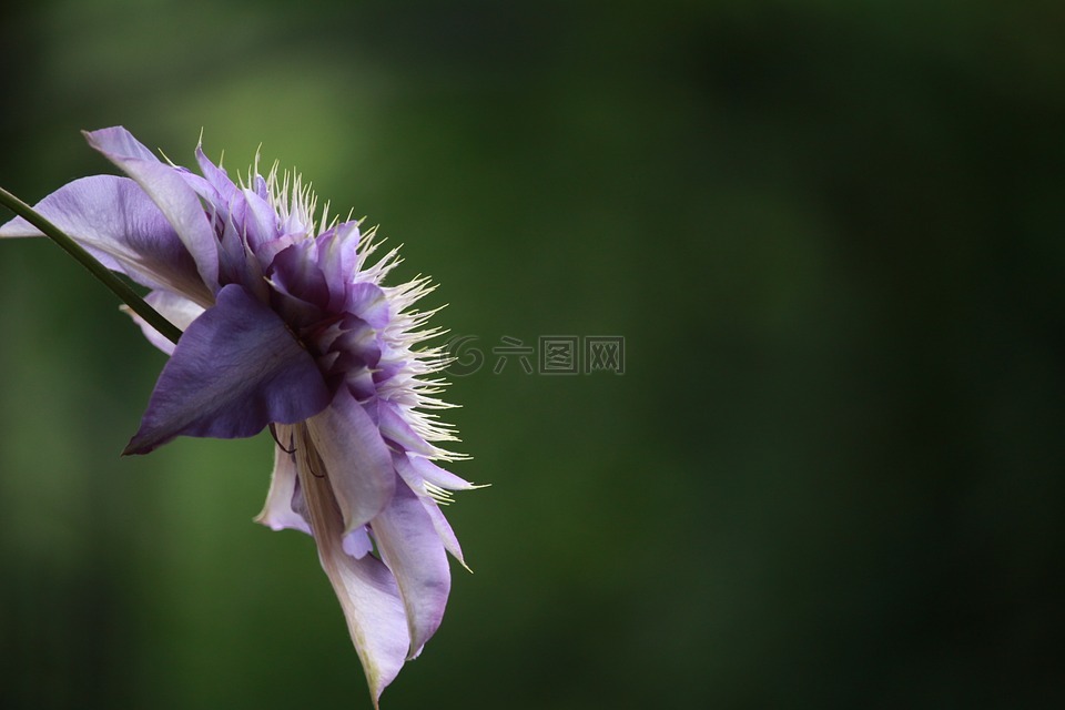 花,铁线莲,开花