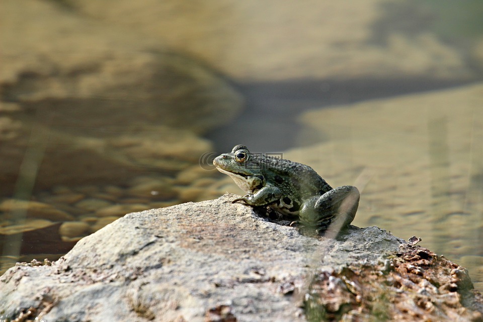 青蛙,湖,性质