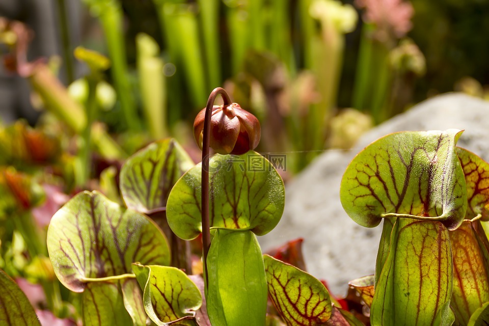 植物,茅膏菜,食肉