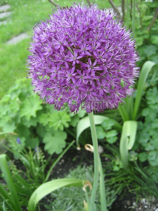 alium,洋葱植物,紫